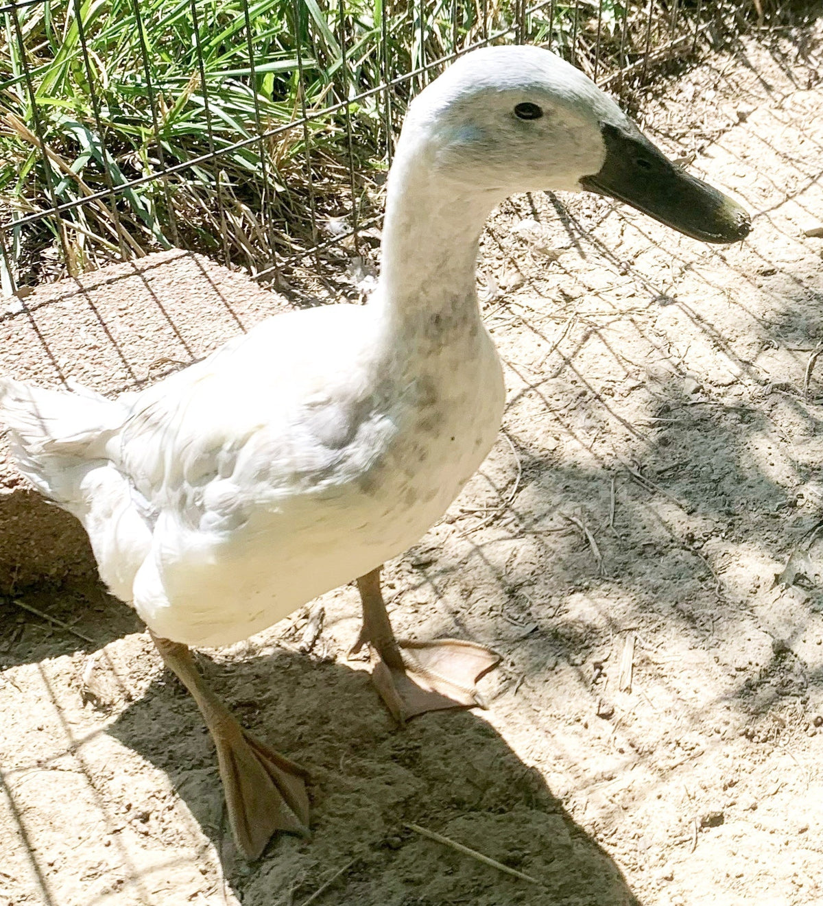 Meet Petrie: The Duck Behind Keeper of the Scissors