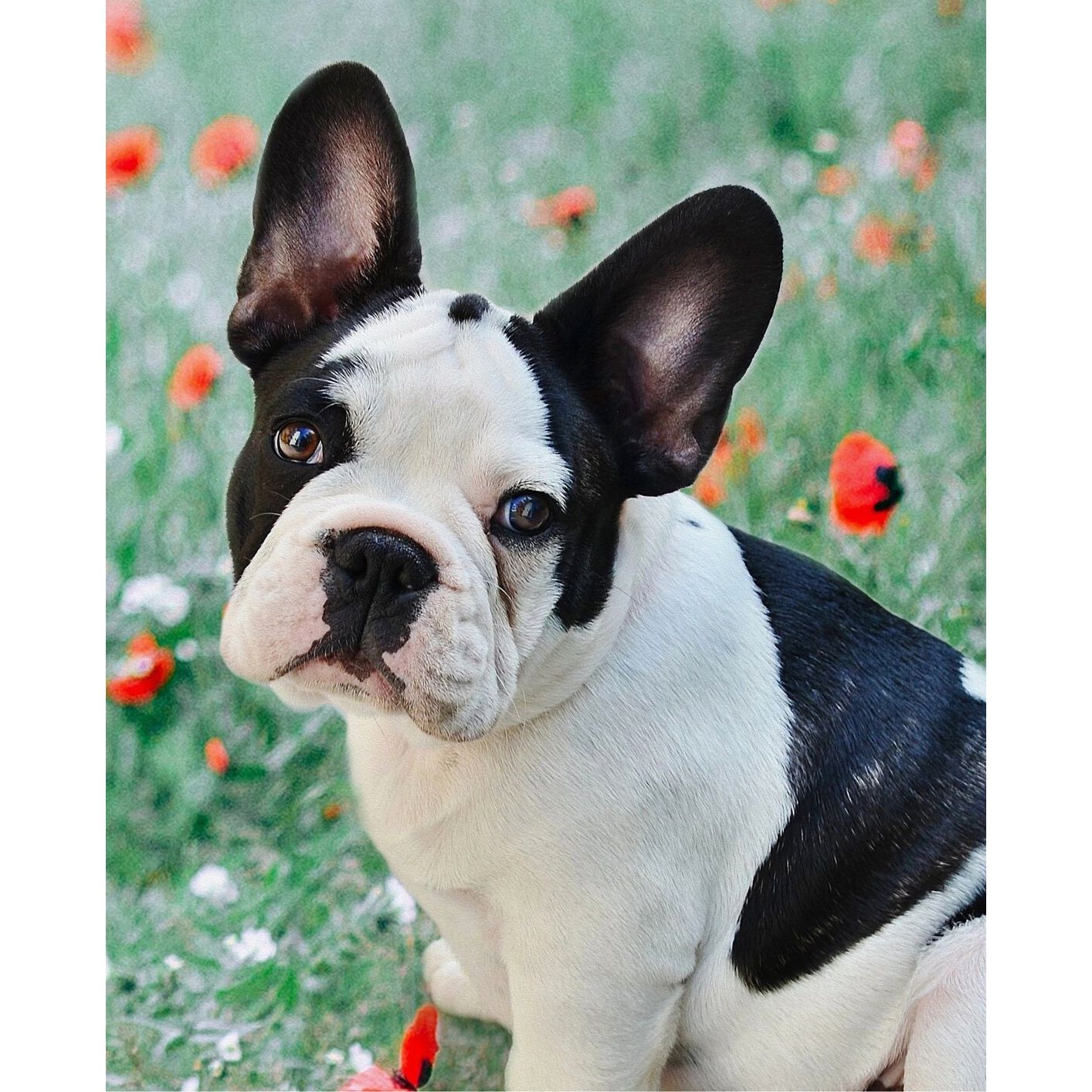 Frenchie Fabric Panel